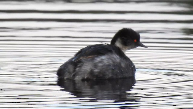 Silvery Grebe - ML608556059