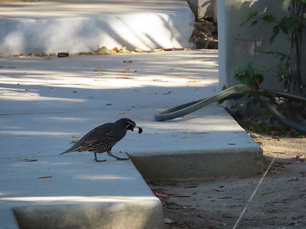 California Quail - ML608556226