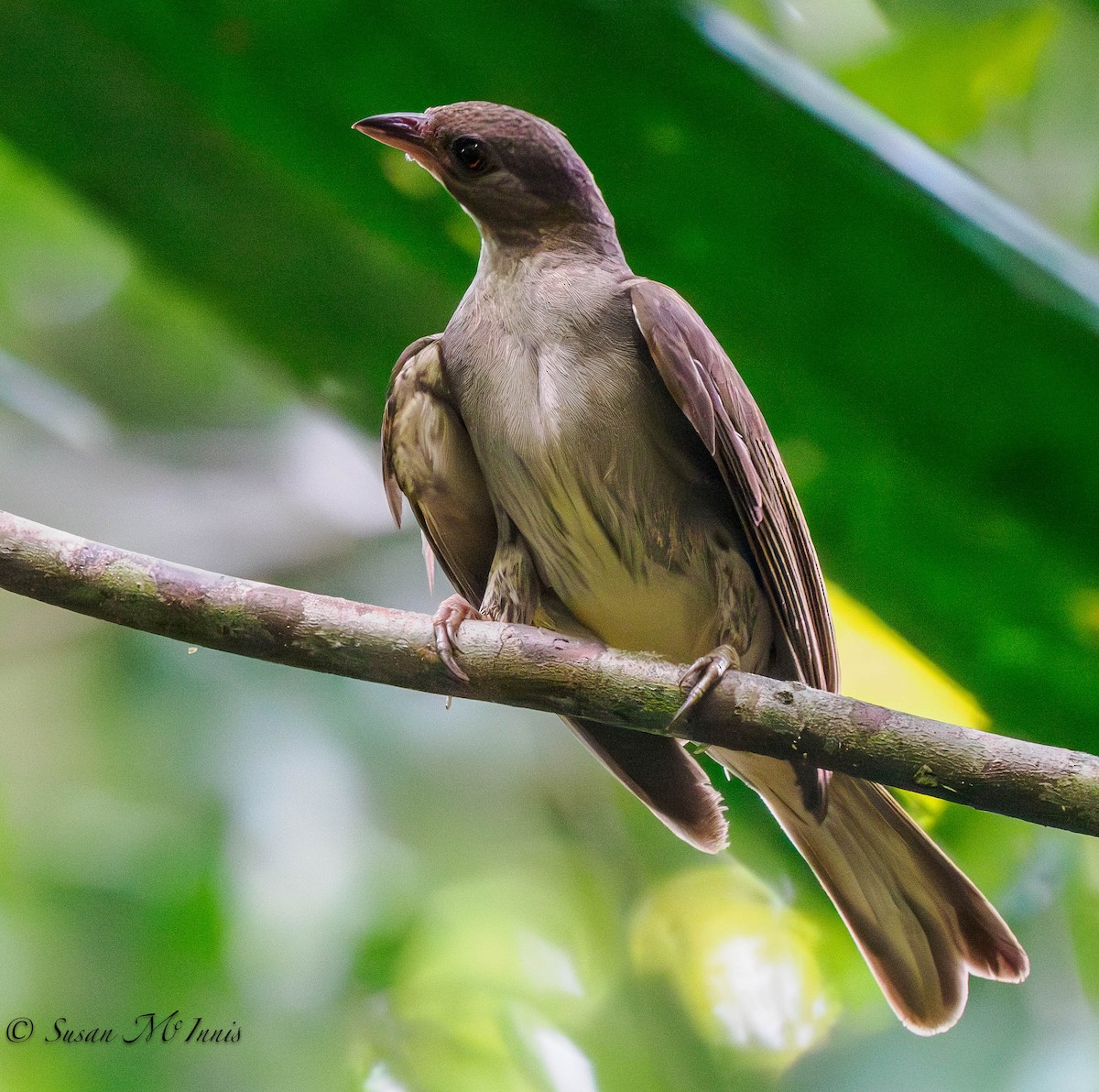 Malaysian Honeyguide - Susan Mac