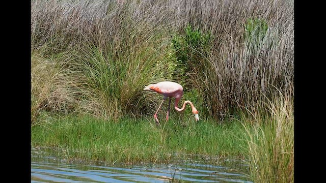 American Flamingo - ML608556378