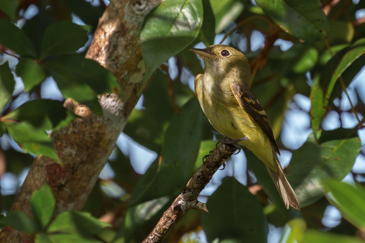 Acadian Flycatcher - ML608556385