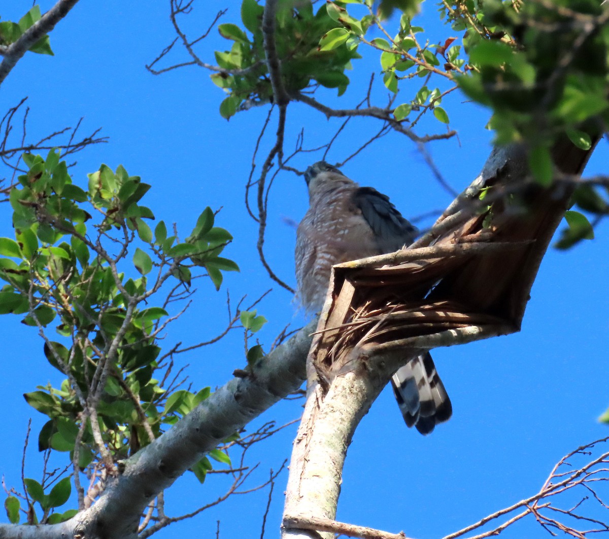 Cooper's Hawk - ML608556408