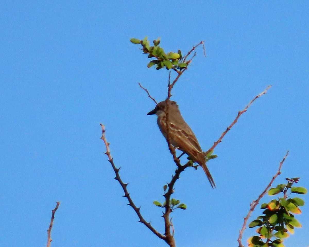 Gray Kingbird - ML608556411