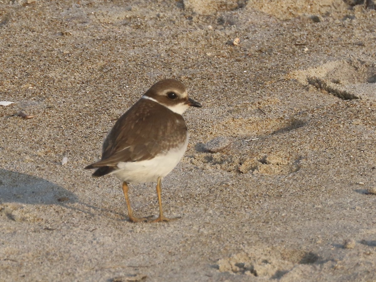 Semipalmated Plover - ML608556412