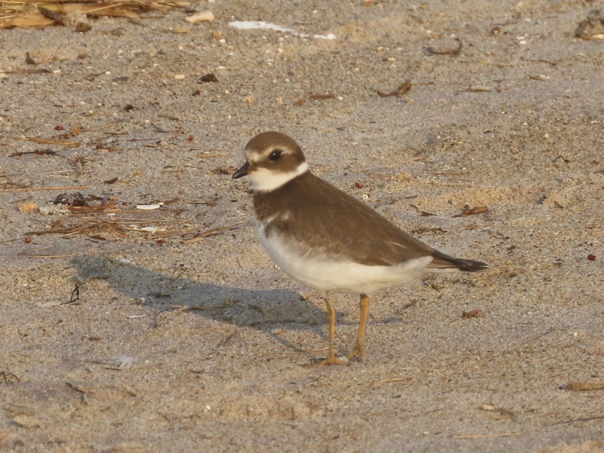 Semipalmated Plover - ML608556413