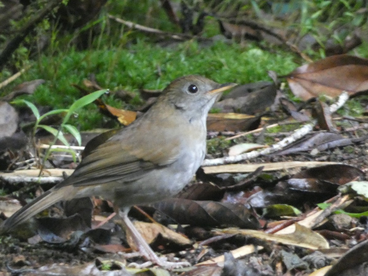 Ruddy-capped Nightingale-Thrush - Patricia perles ivars