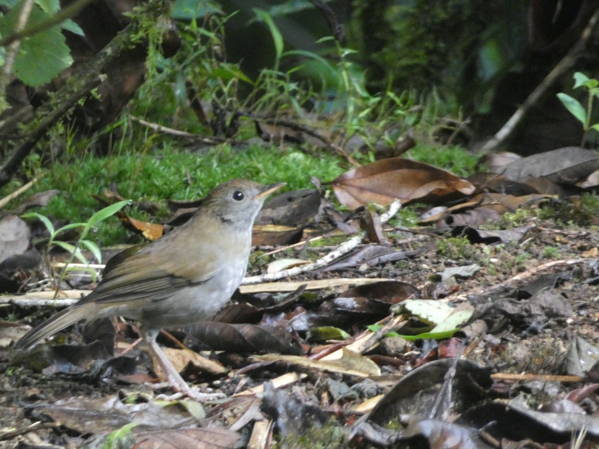 Ruddy-capped Nightingale-Thrush - Patricia perles ivars