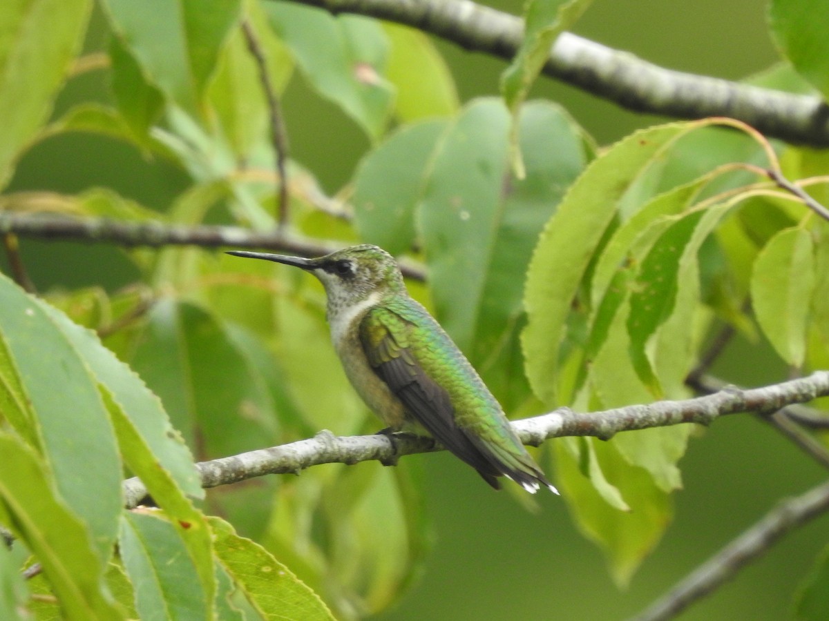 Ruby-throated Hummingbird - ML608556442