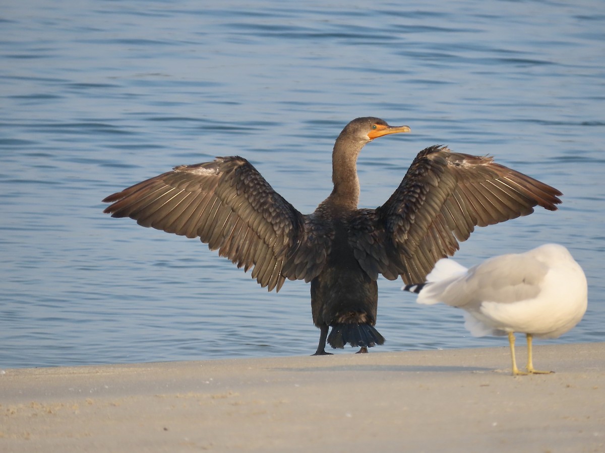 Double-crested Cormorant - ML608556454