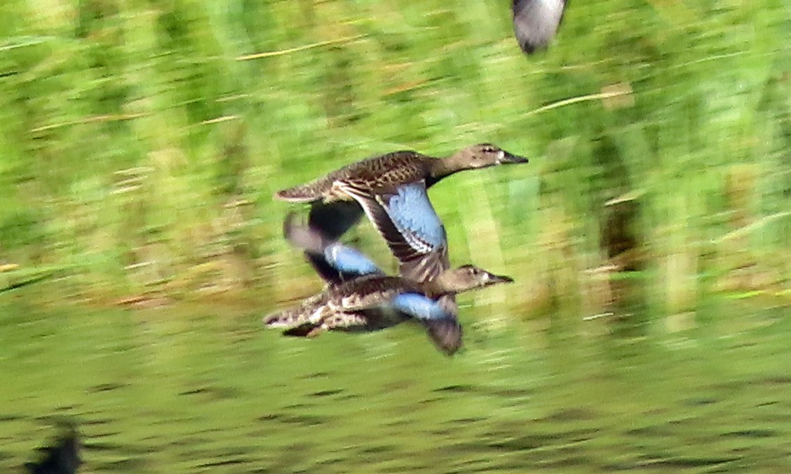 Blue-winged Teal - ML608556462