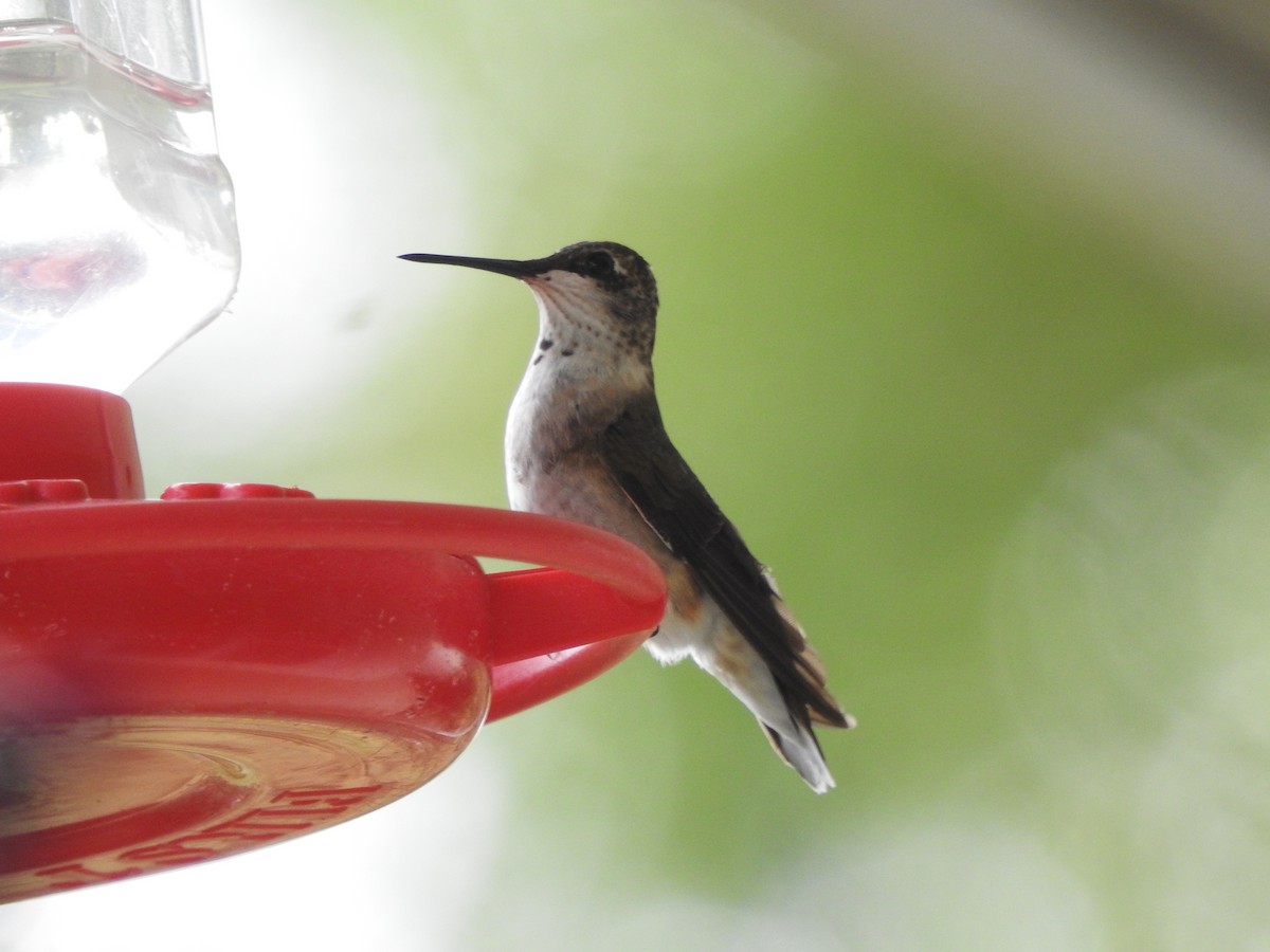 Ruby-throated Hummingbird - ML608556506