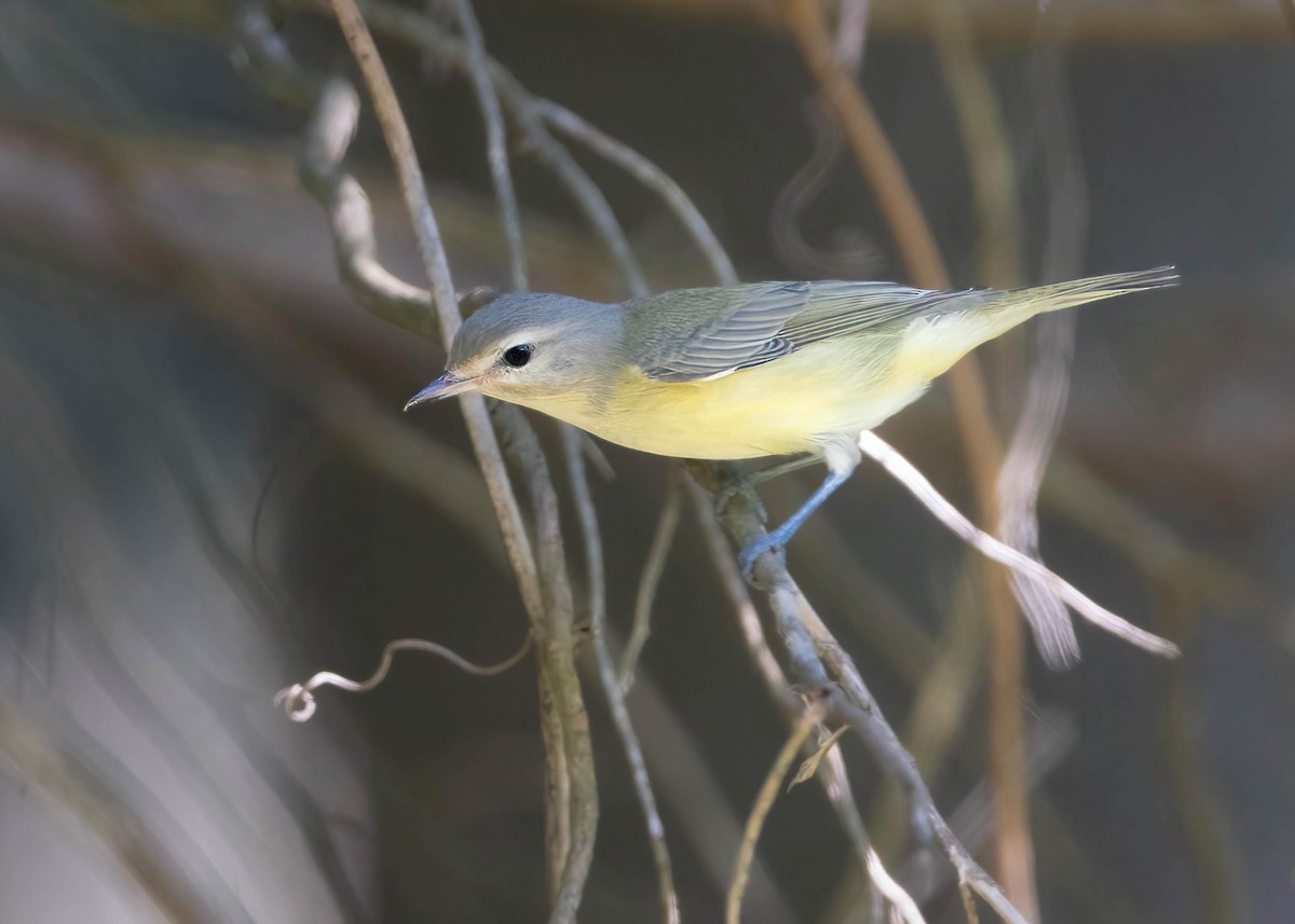 Warbling Vireo - ML608556521