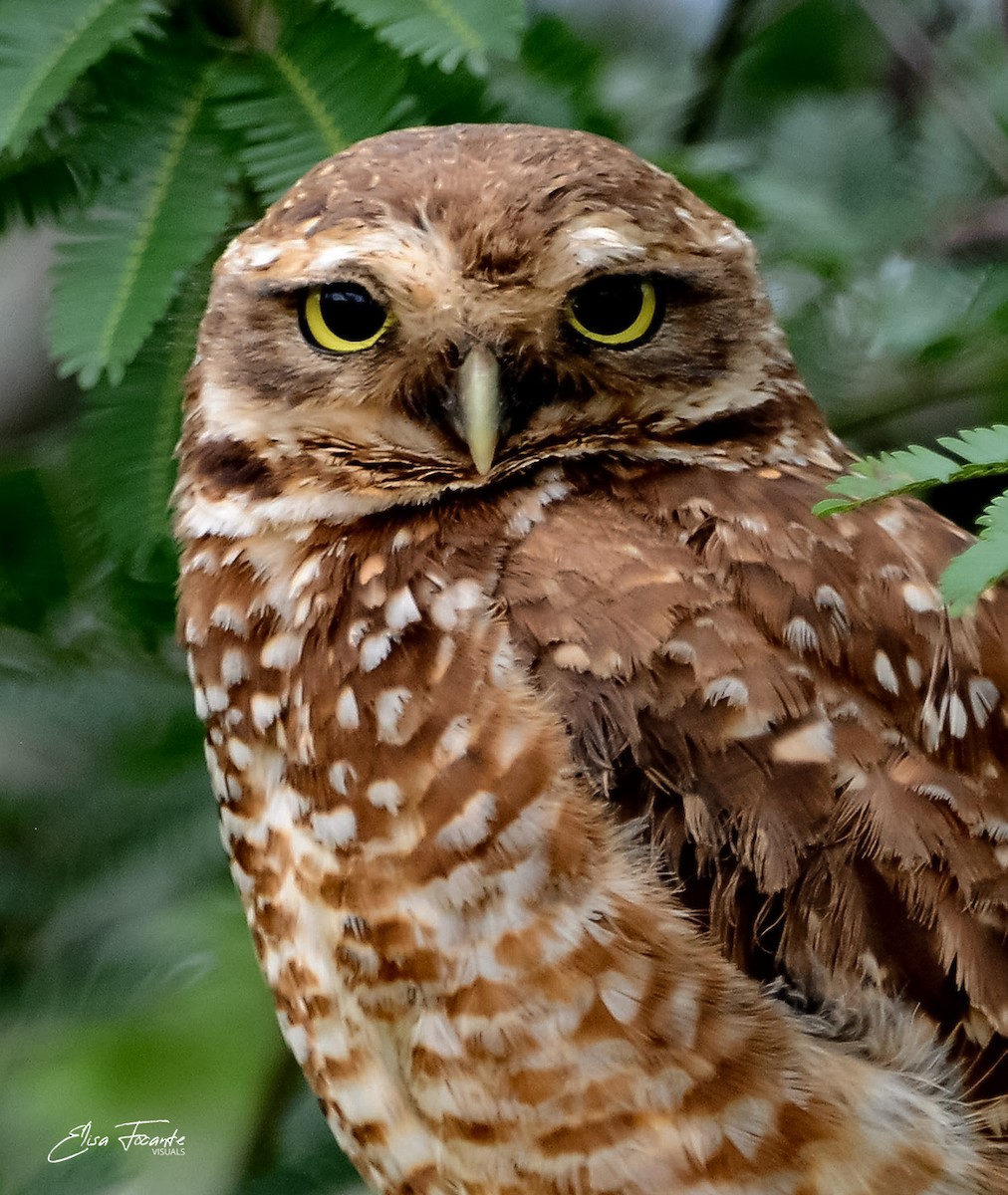 Burrowing Owl - Elisa Focante