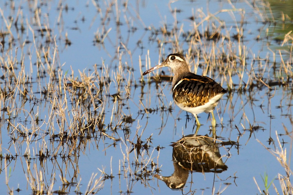 Greater Painted-Snipe - ML608556686