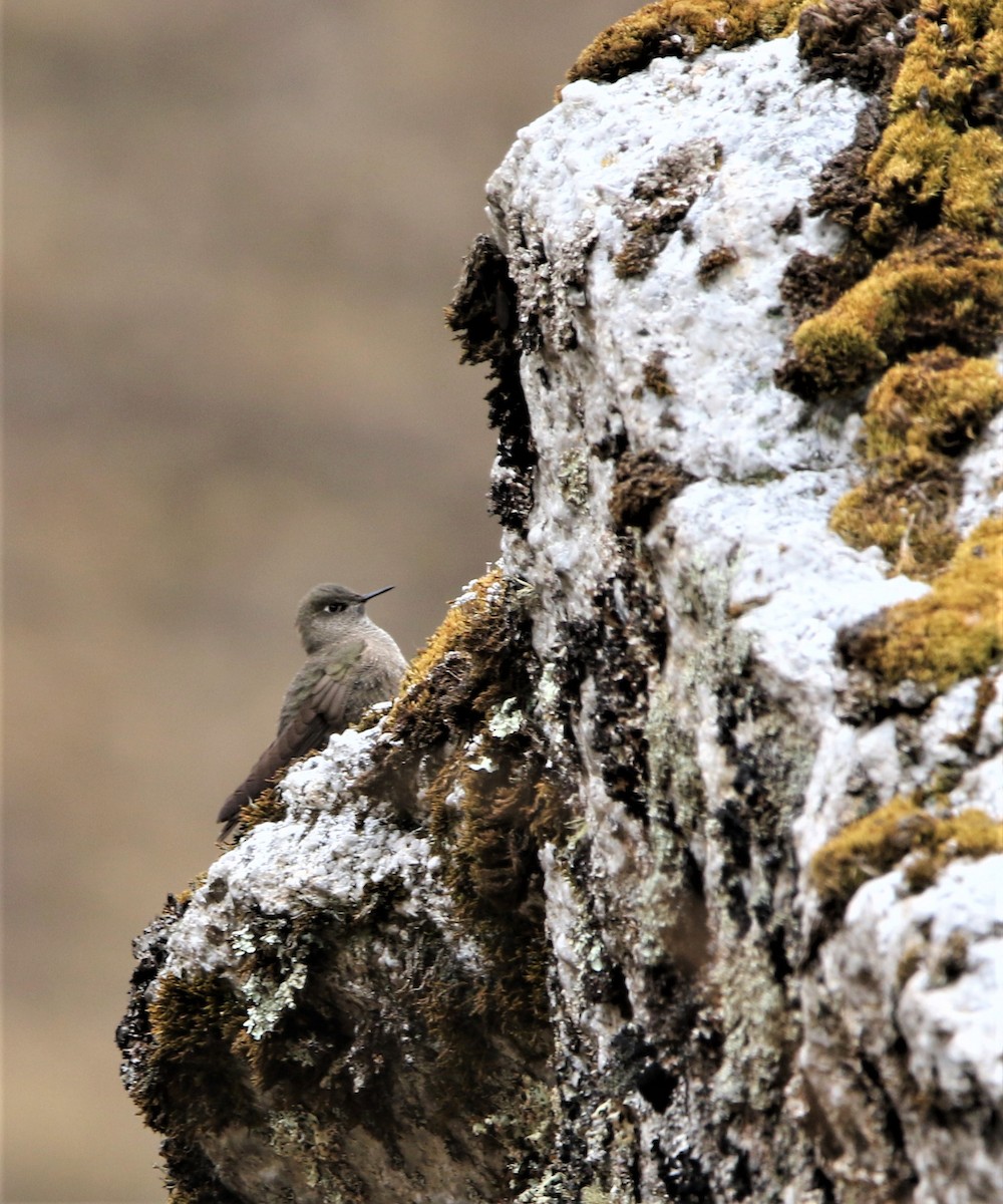 olivennålkolibri - ML608556724