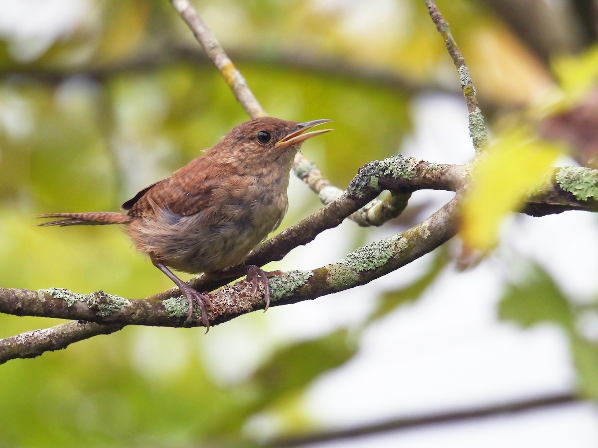 Northern House Wren - ML608556736