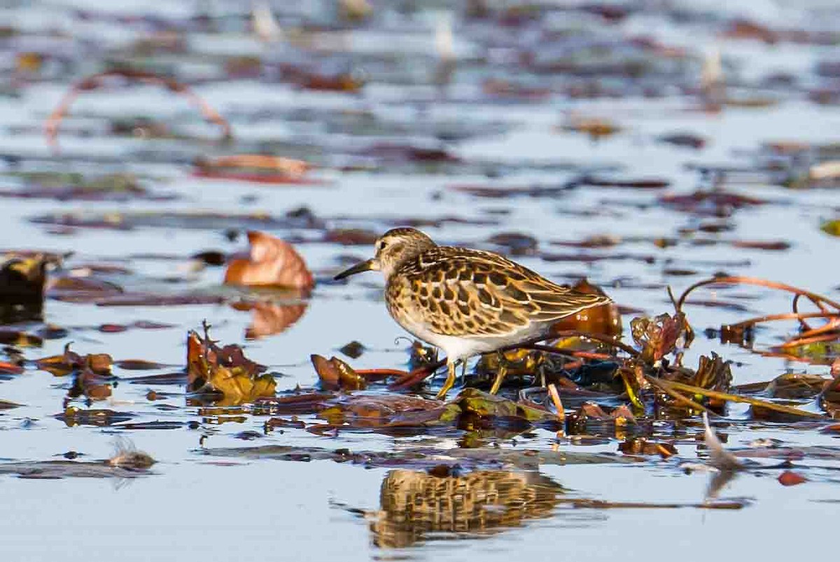 Least Sandpiper - ML608556777