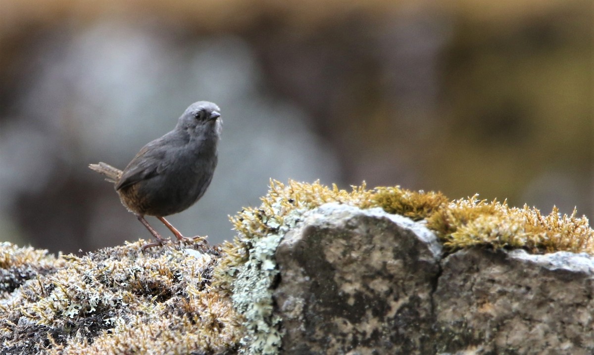 Puna Tapaculo - ML608556800