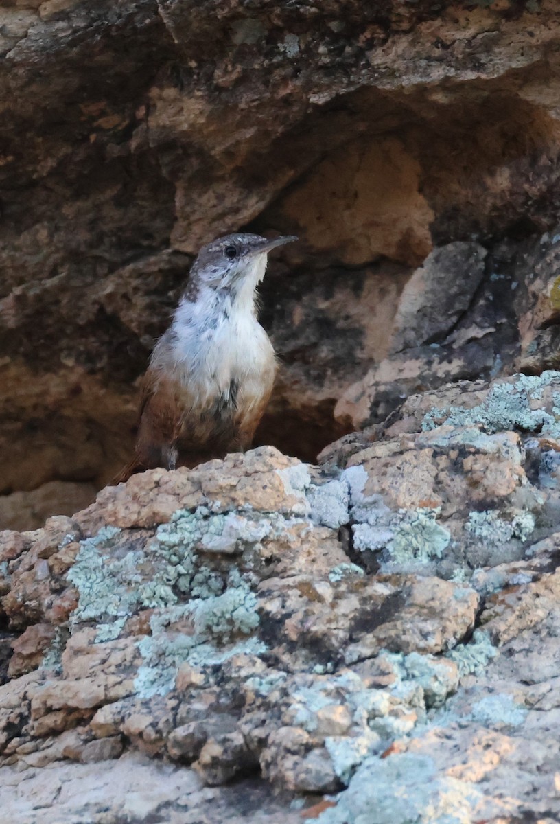 Canyon Wren - ML608556834