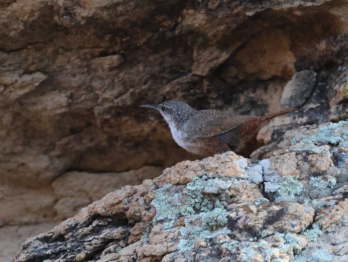 Canyon Wren - ML608556835