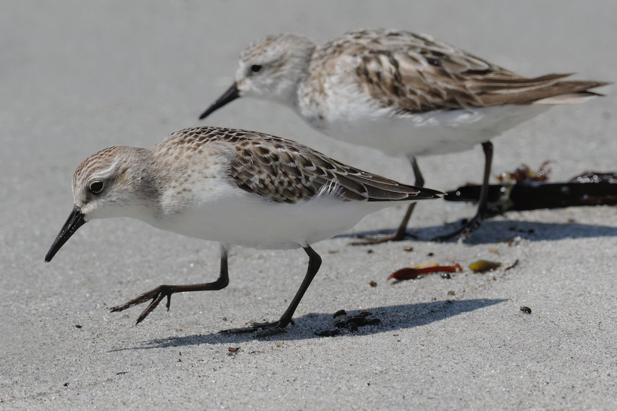 Semipalmated Sandpiper - Gary Jarvis