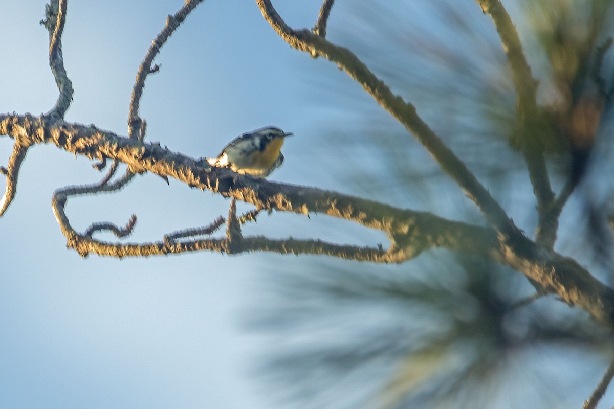 Yellow-throated Warbler - Reuben Rohn