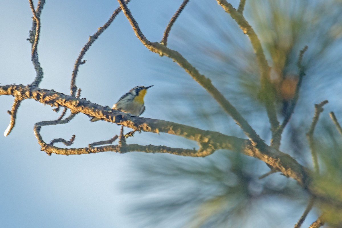 Yellow-throated Warbler - Reuben Rohn