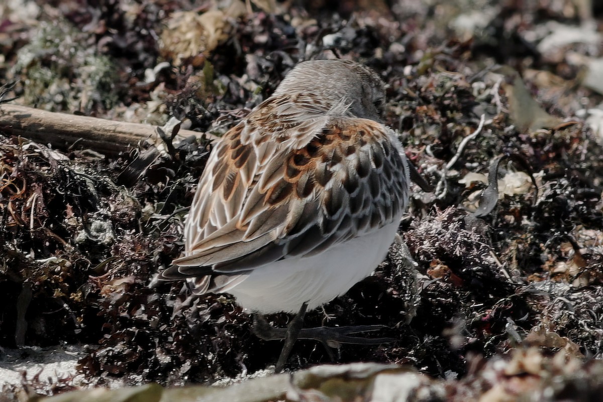 Bergstrandläufer - ML608556931