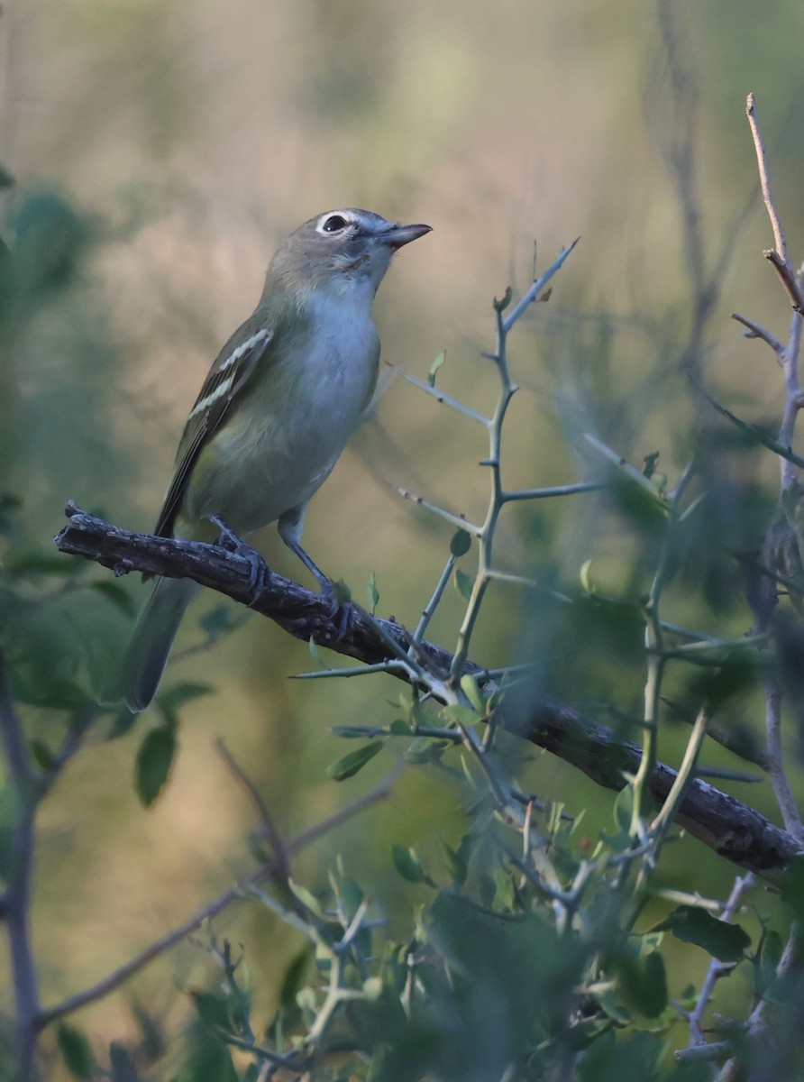 Cassin's Vireo - ML608556986