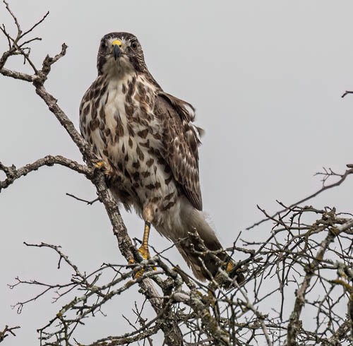 Broad-winged Hawk - Carlton Cook