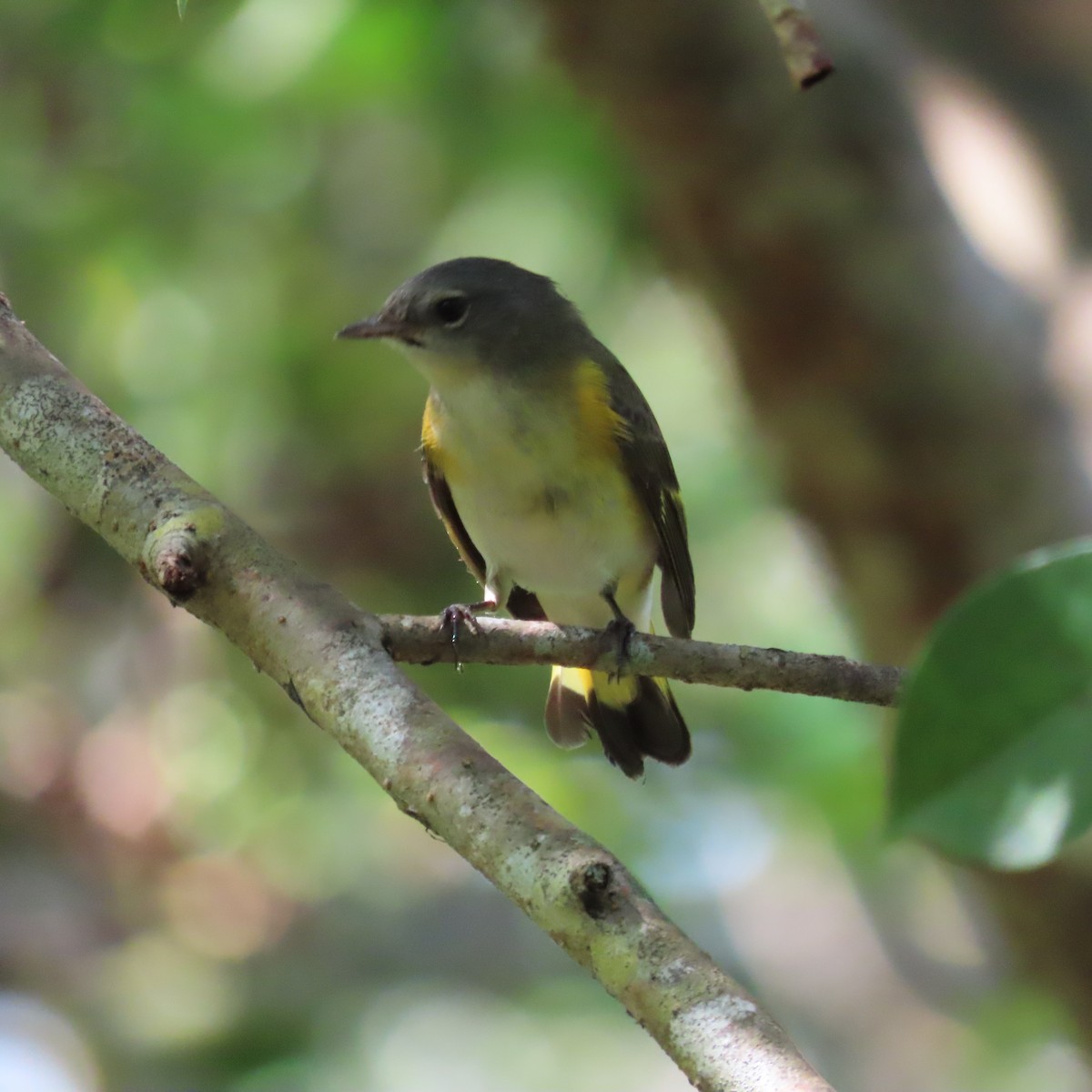 American Redstart - ML608557097