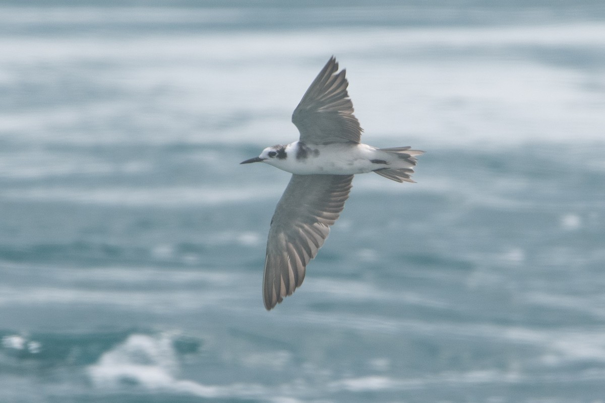 Black Tern - ML608557118