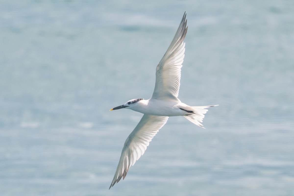 Sandwich Tern - ML608557125