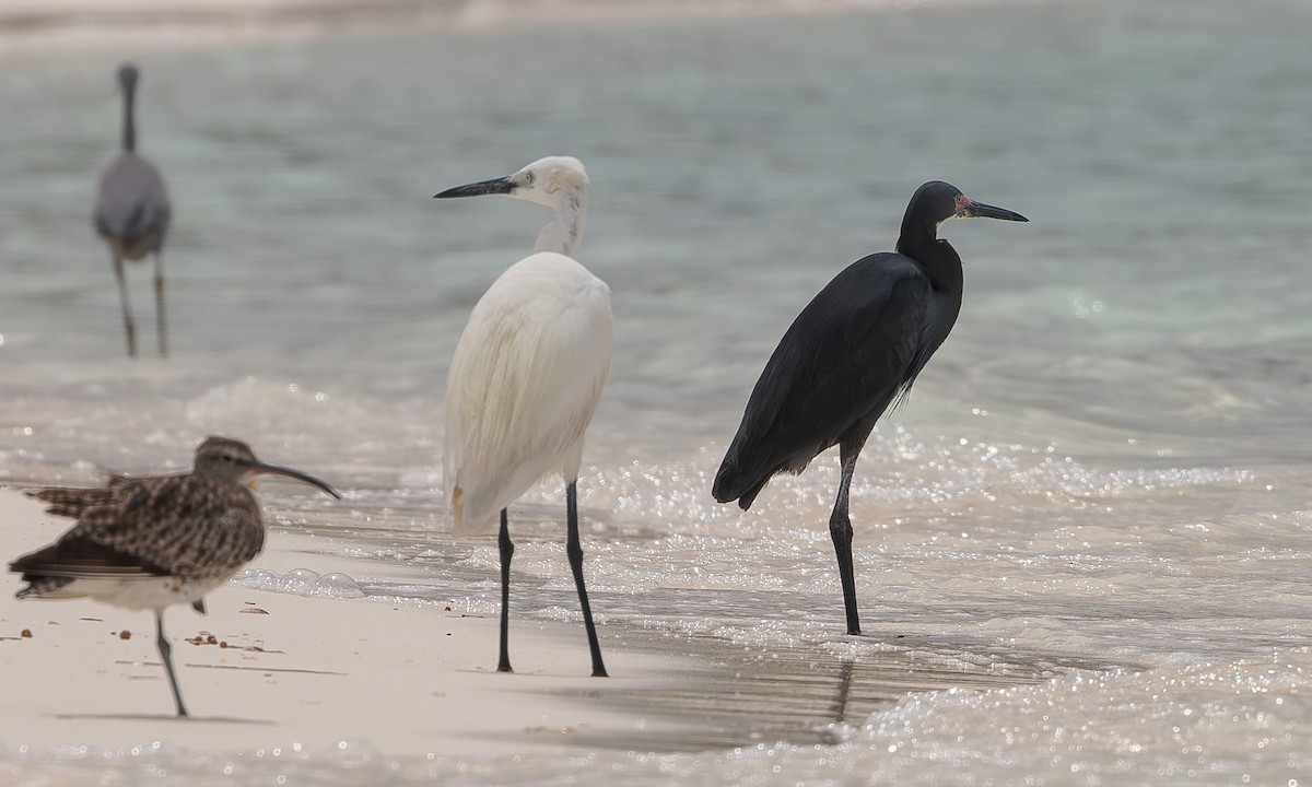 Little Egret (Dimorphic) - Steve Kelling