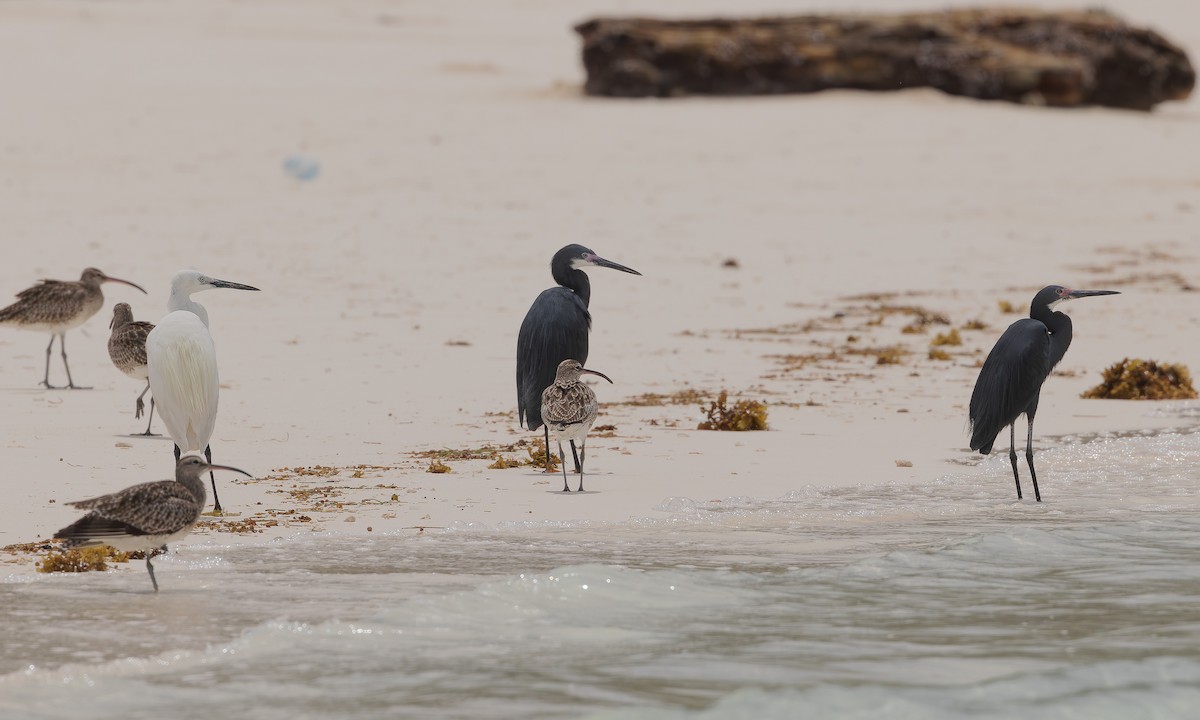 Little Egret (Dimorphic) - ML608557197