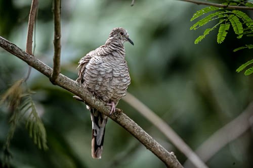 Inca Dove - ML608557248