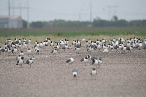 Mouette atricille - ML608557258