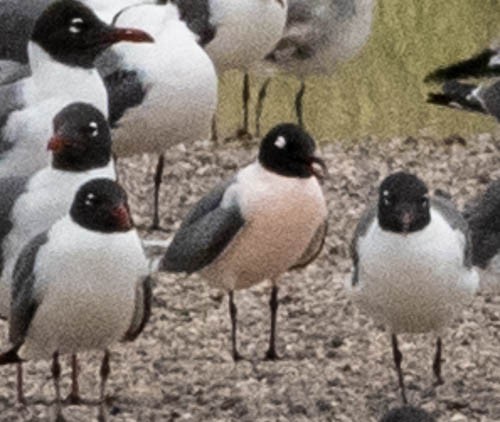 Laughing Gull - ML608557259