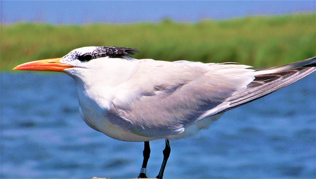 Royal Tern - ML608557276