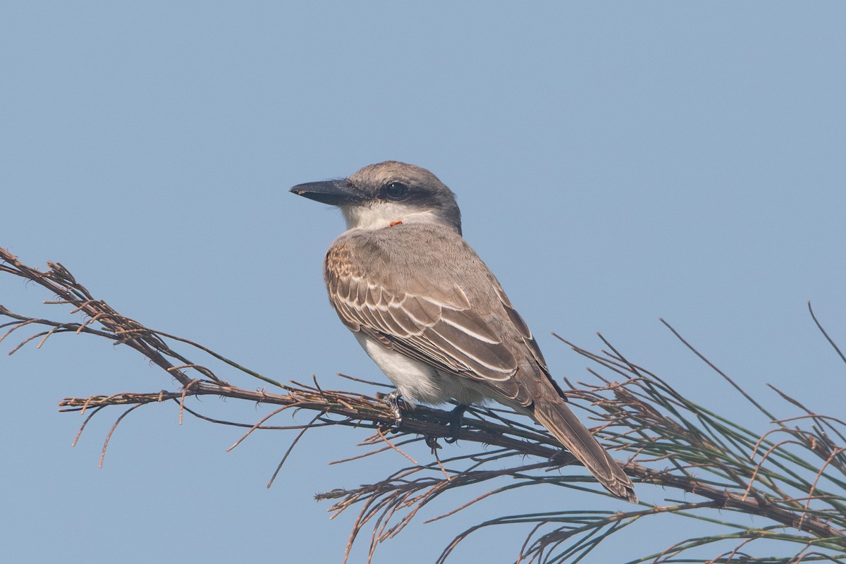 Gray Kingbird - LeShun Smith