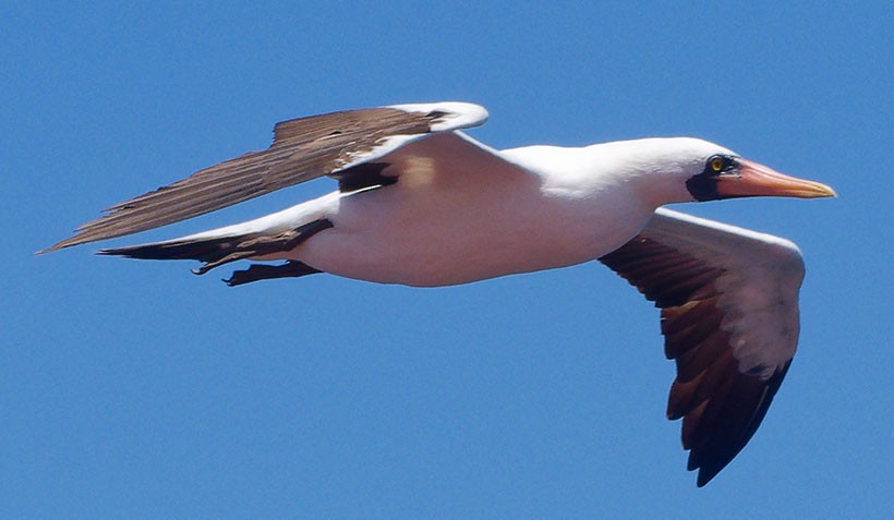 Nazca Booby - ML608557322