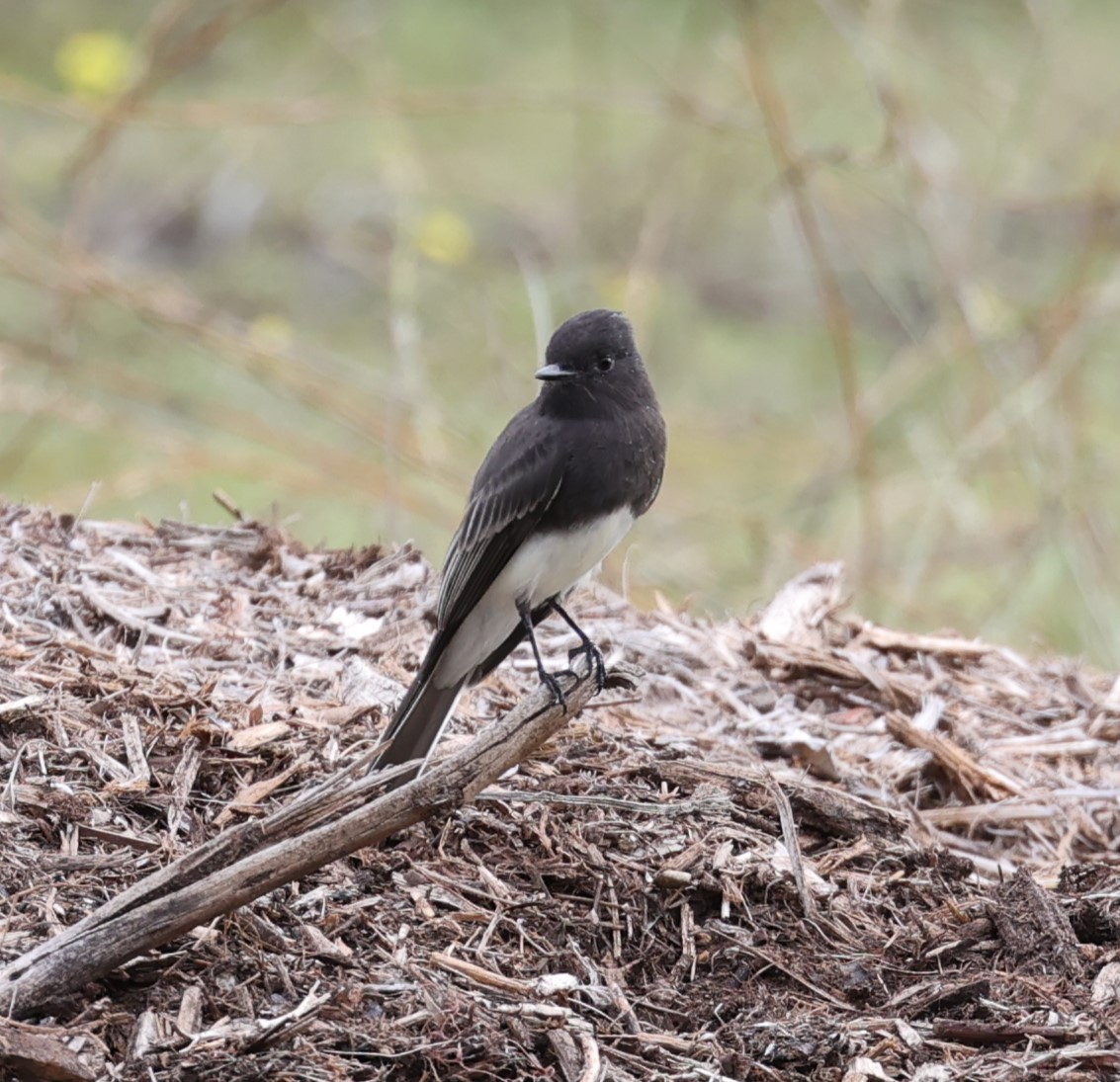 Black Phoebe - ML608557440