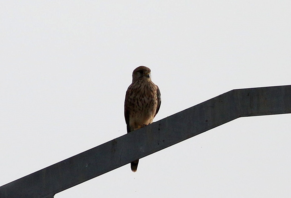 Eurasian Kestrel - ML608557474