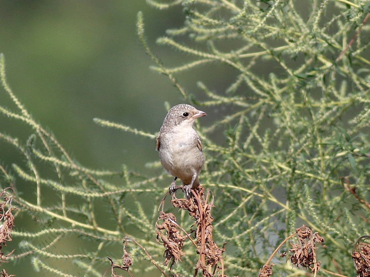 Woodchat Shrike - ML608557501