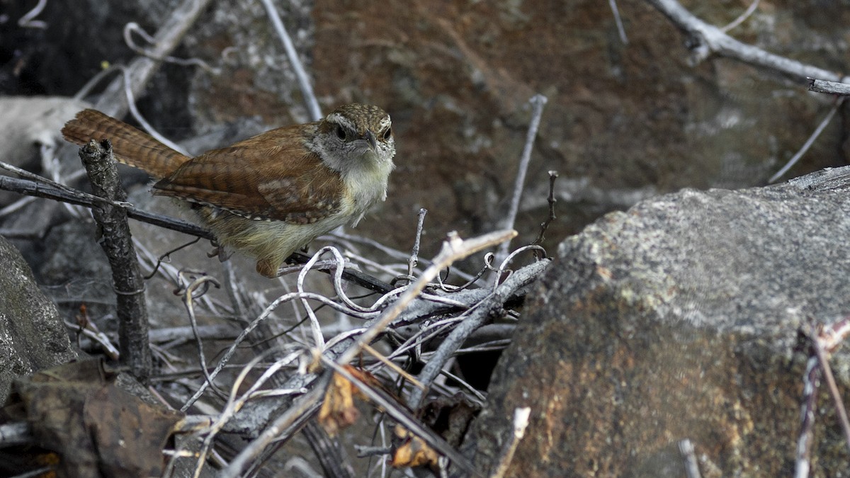 Carolina Wren - ML608557519