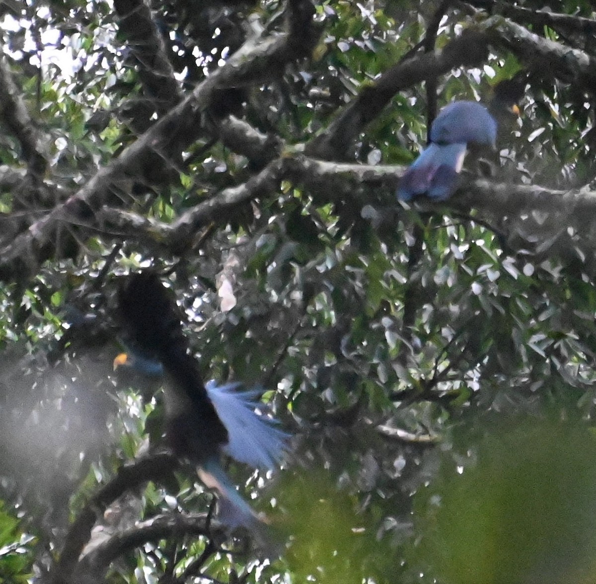 Great Blue Turaco - ML608557660