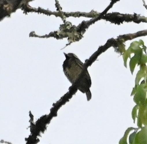 Yellow-spotted Barbet - ML608557680