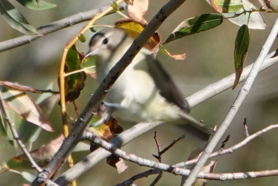 Warbling Vireo - Dave Hanscom