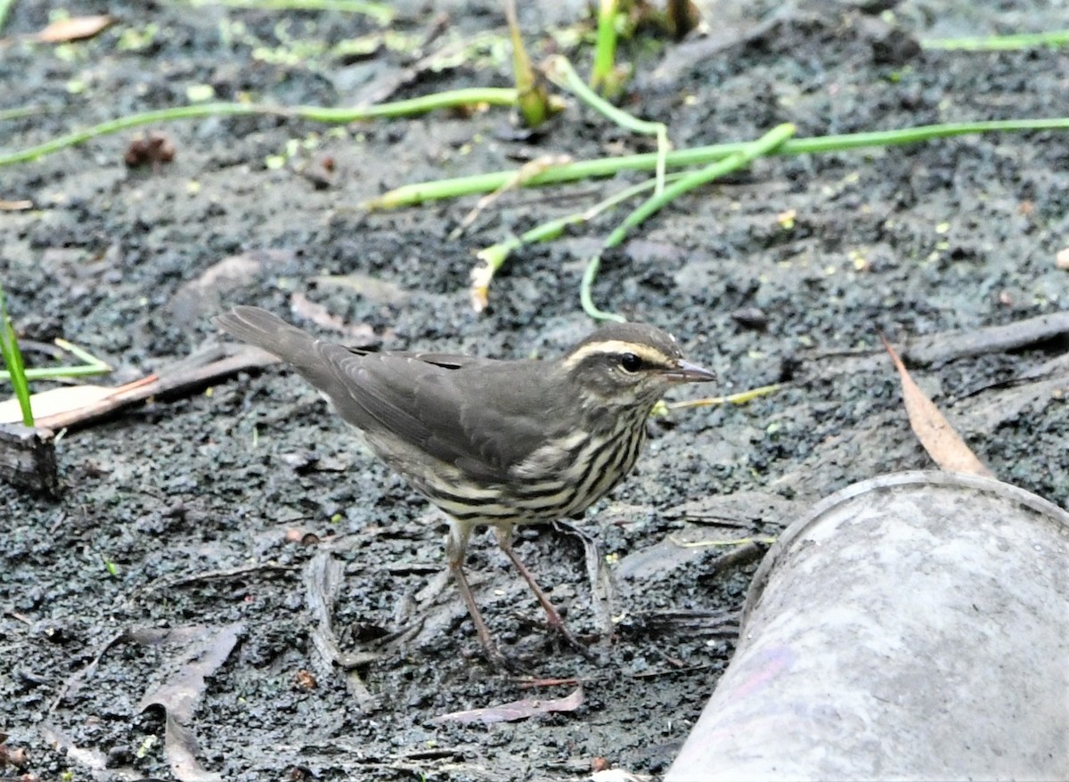 Northern Waterthrush - ML608557759