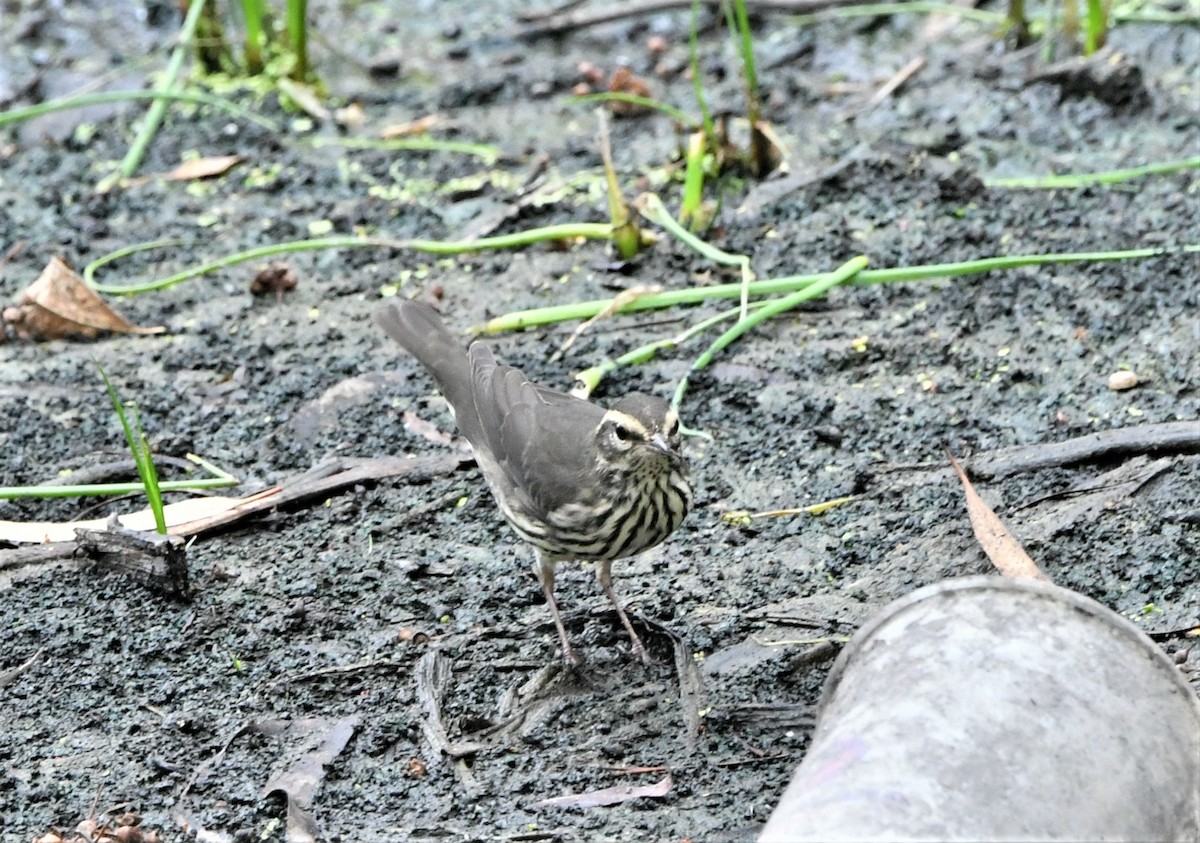 Northern Waterthrush - ML608557772